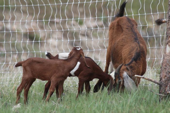 mother goat with two kids