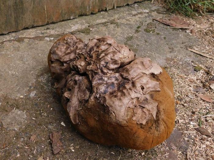 Giant puffball fruiting spores