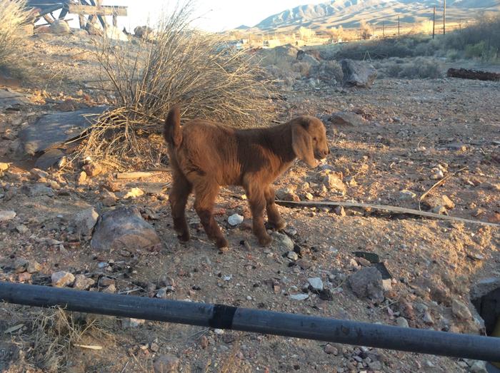 brown baby goat kid