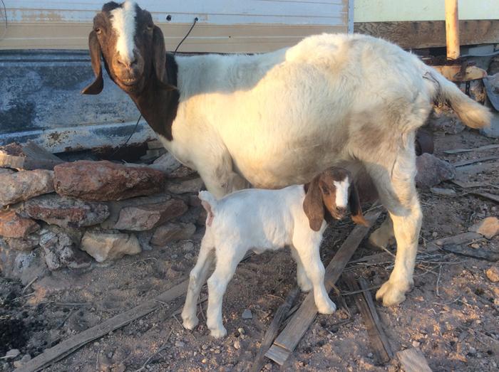 Boer goats, mother and kid