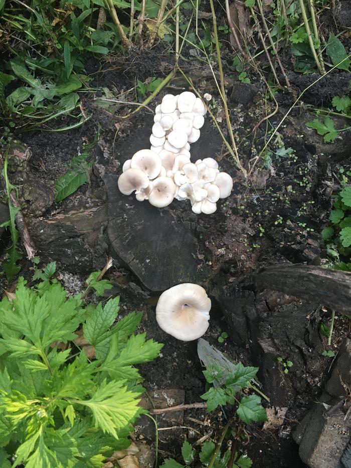 Oyster mushroom on an elm stump