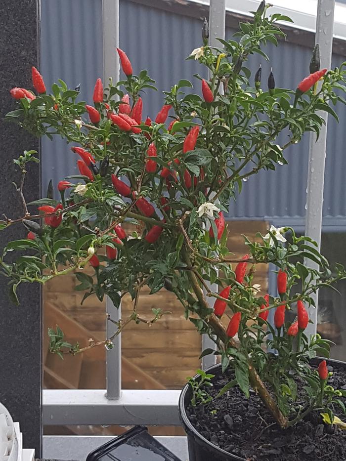 chili plant