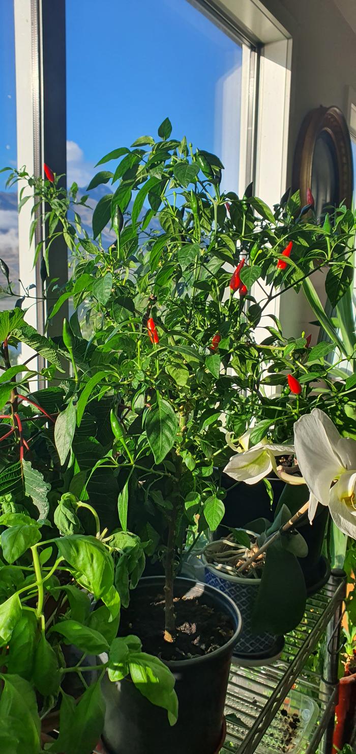 Basil, chili, tomato plant growing indoors