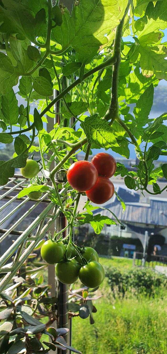 Cherry tomatoes