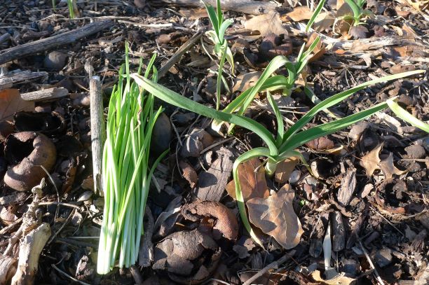 Very tender and mild compared to garlics planted in ground