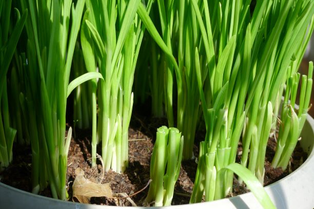 Cut two inches high the rest will grow for a second harvest