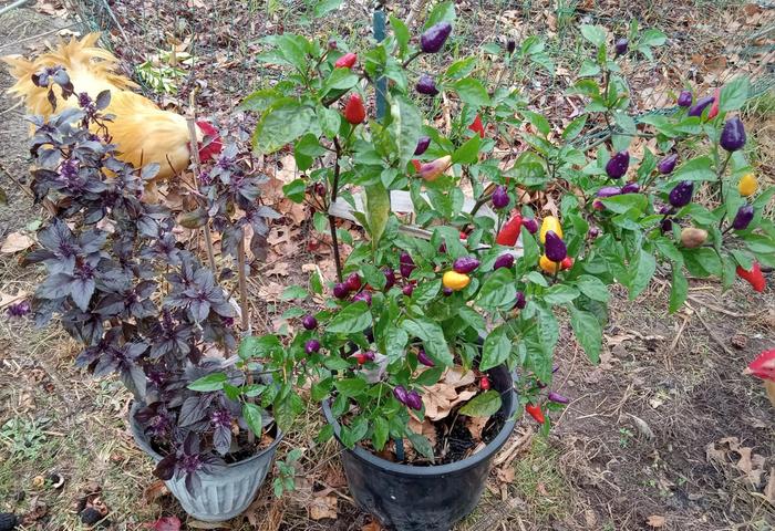 Basil and pepper as winter indoor plants