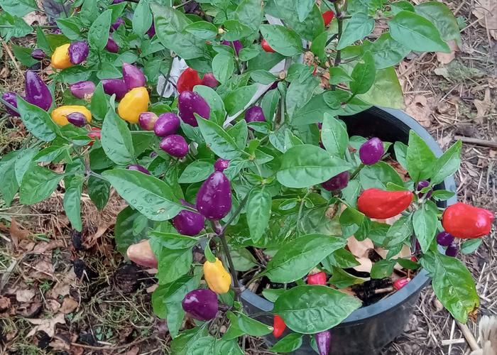 Peppers changin from purple to red