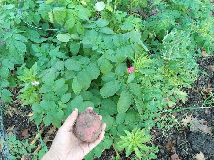 Fall potato patch Nov 19 2024, tomato on right