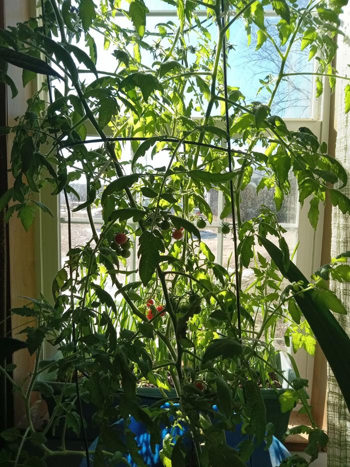 Single tomato plant in bucket