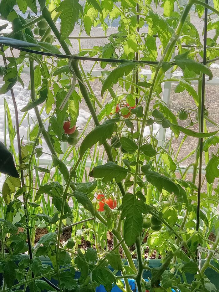 Fresh cherry tomatoes in winter