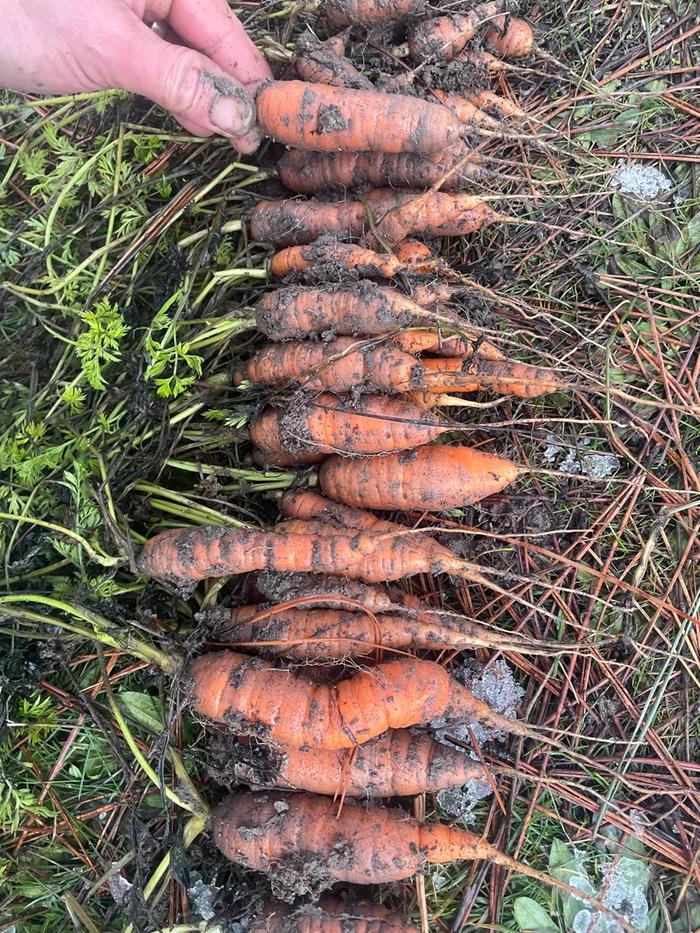 [Thumbnail for carrots-jan2023-02.jpg]