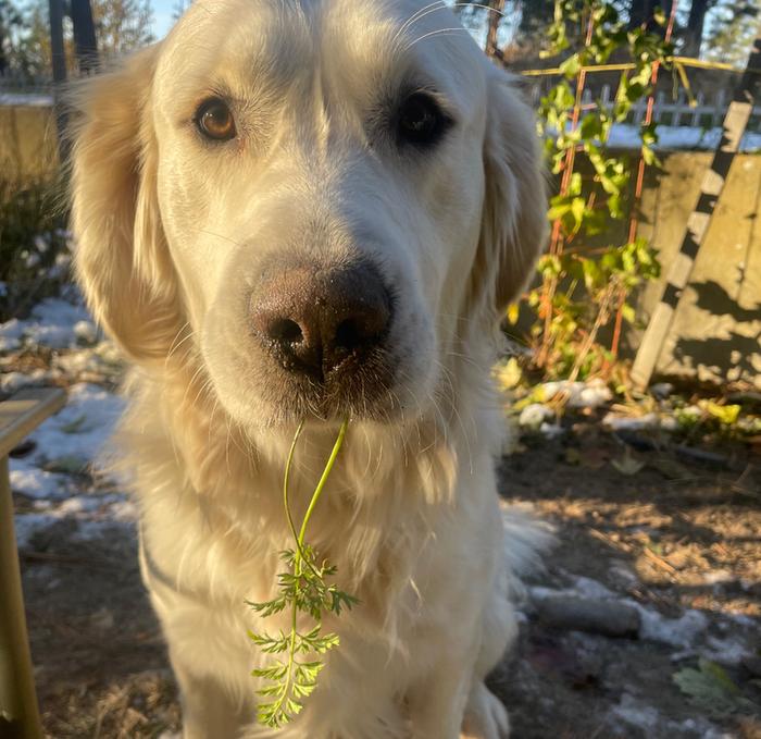 [Thumbnail for Carrot-zeus.jpg]