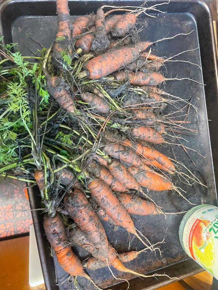 [Thumbnail for carrots-jan2023.jpg]