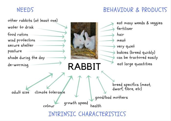 The needs, behaviour, products, and intrinsic characteristics of a rabbit