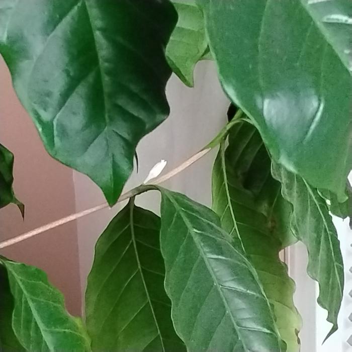My coffee plant is flowering