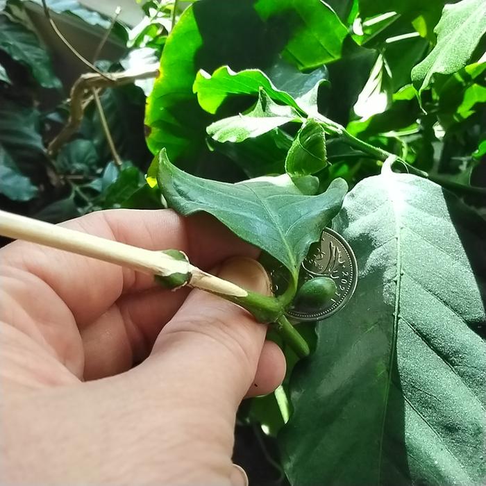 Coffee berry with quarter for scale