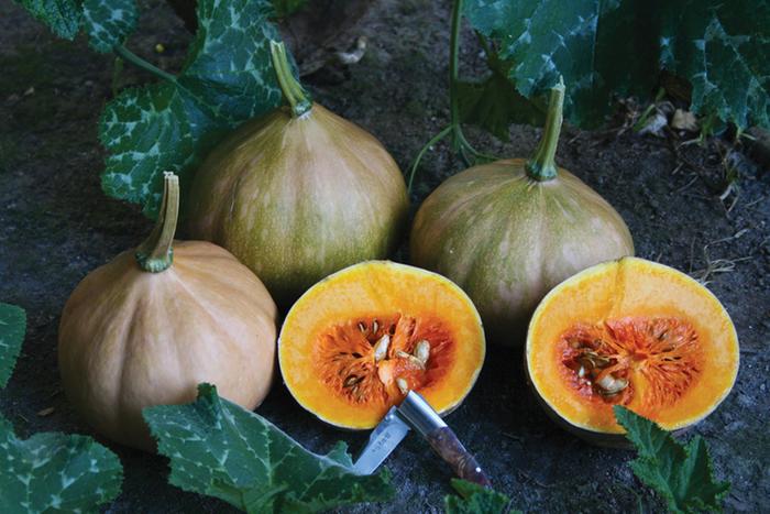 [Thumbnail for Seminole_pumpkin_fruit.jpg]
