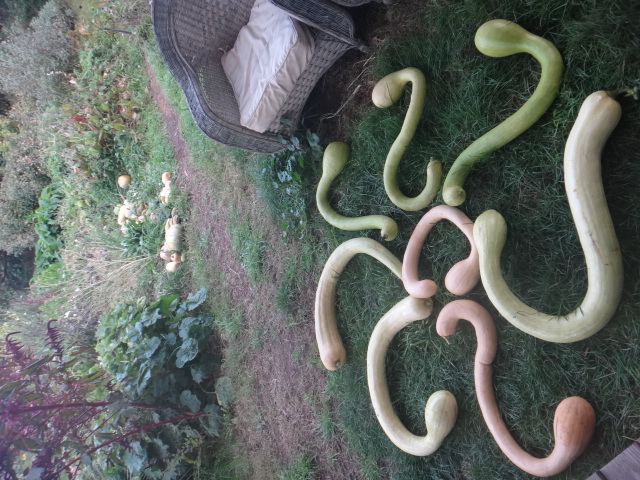 tromboncino squash