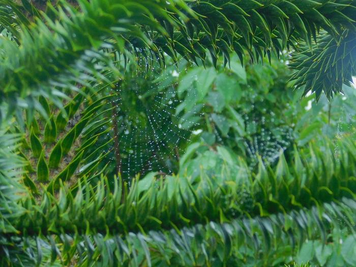 Spider-puzzle-tree