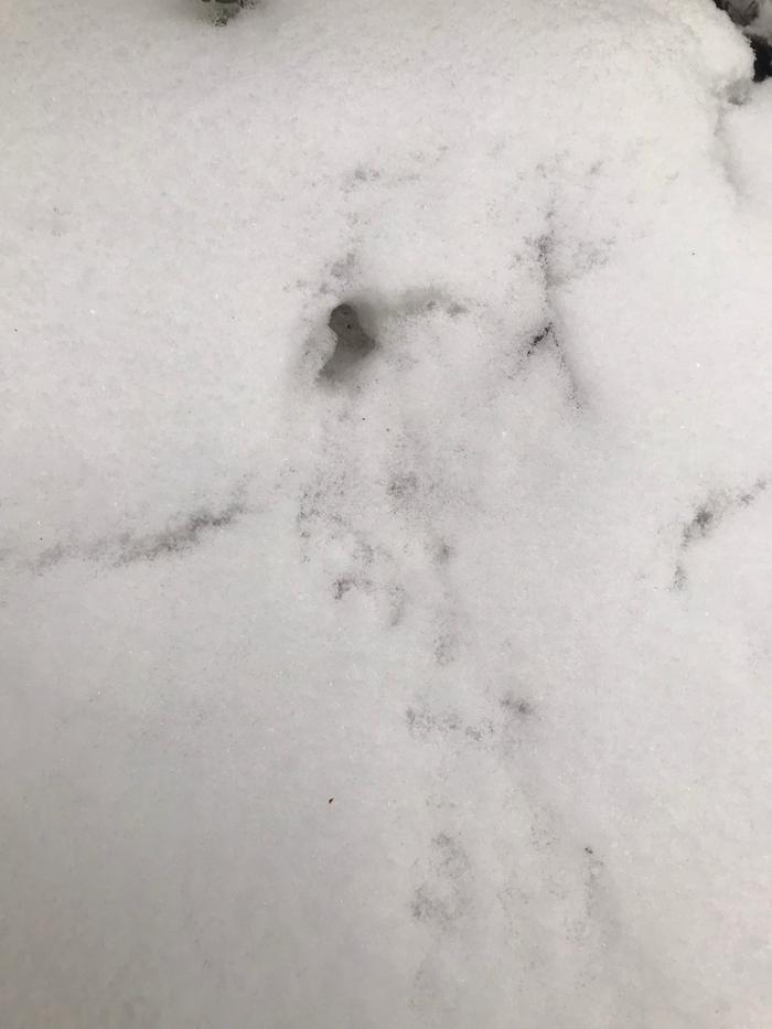 Tiny footprints leading to the tunnel
