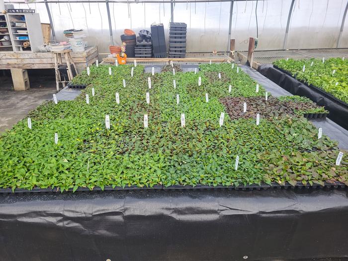 Cuttings on electric heated bench. 