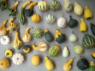 Eastern pepo squash