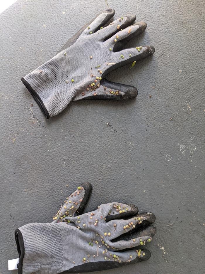Seedy gloves 