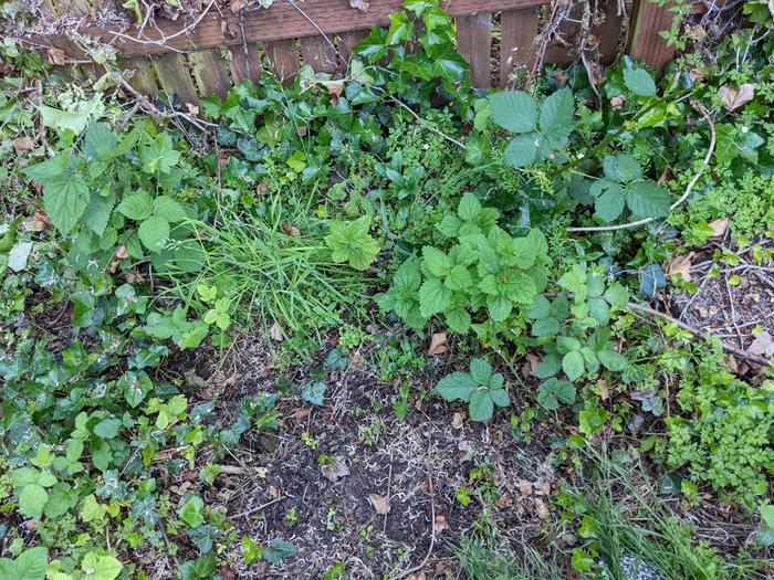 My nettle patch