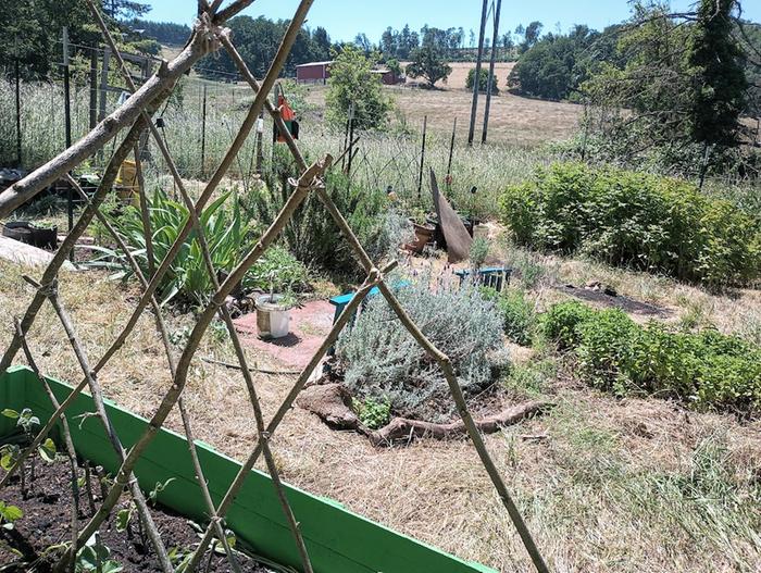 hazel trellis for cucumbers