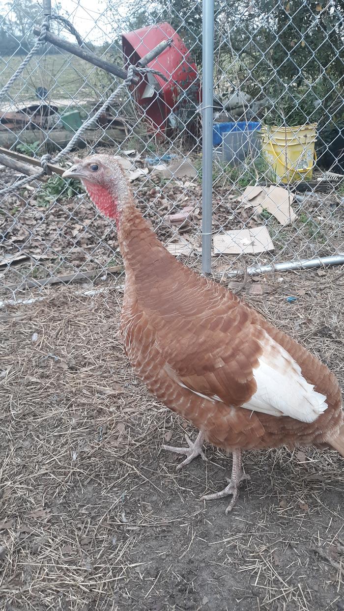 Hen.