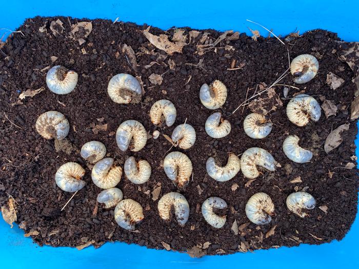 kabuto mushi larvae
