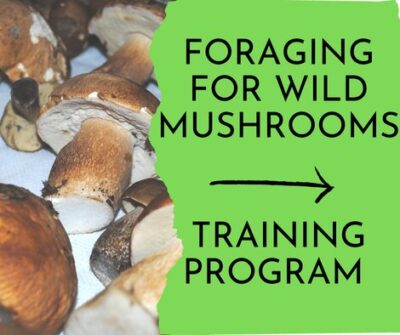 [Thumbnail for wild-mushrooms.jpg]