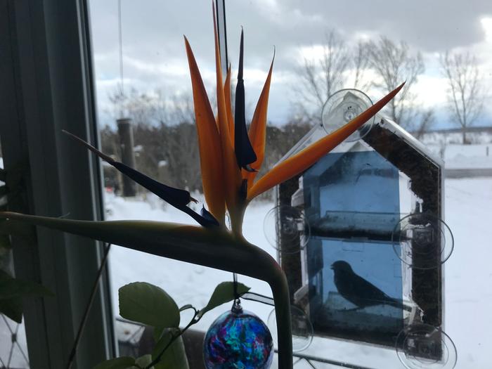 Bird of paradise blooming after I split the plant. 2nd time blooming in 40 years