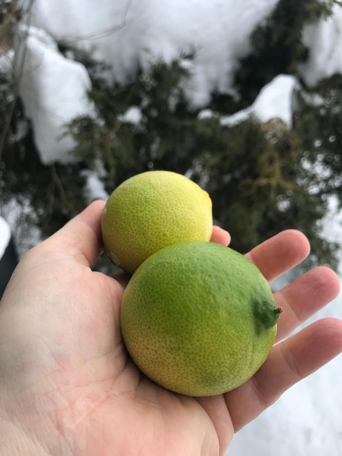 Persian Limes. First time!