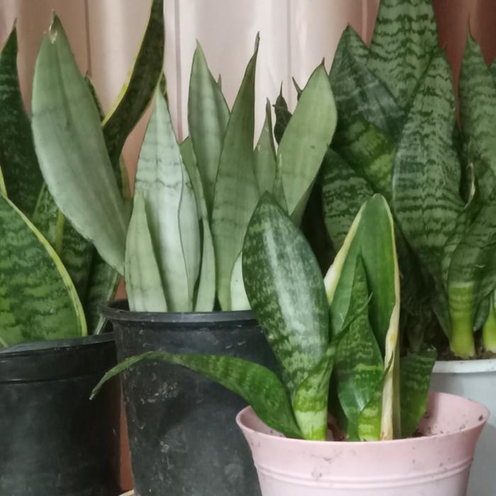 Snake plant leaf propagation