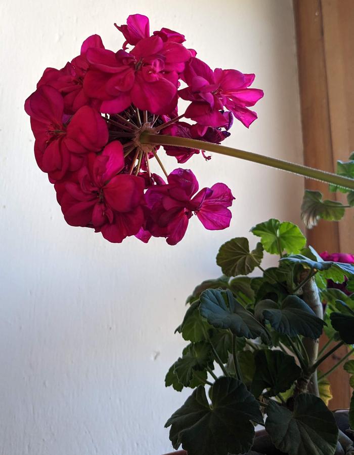 Geranium blooms all winter in east or west facing window