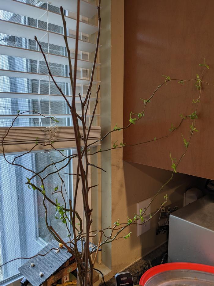 Willow, pear, grape cuttingd