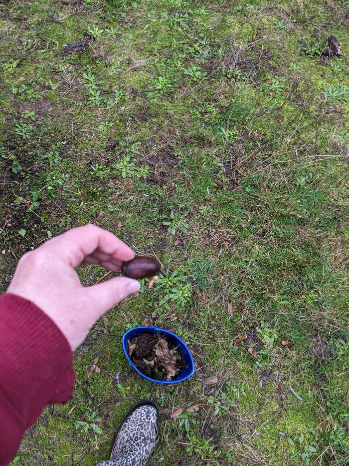 Squirrel stolen acorn sprouting 