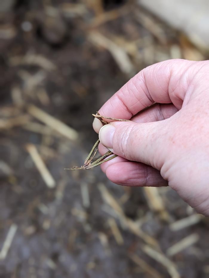 Cover crop legume 