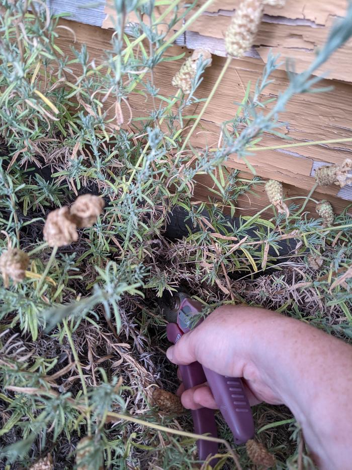 Lavender cutting 