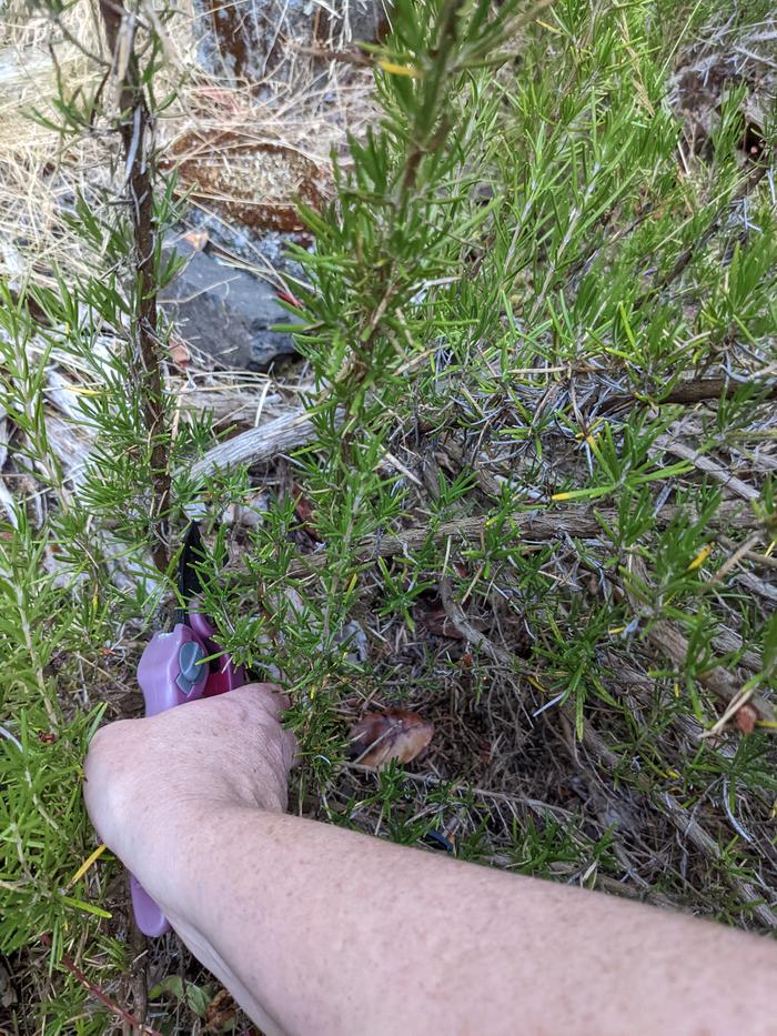 Rosemary cutting 