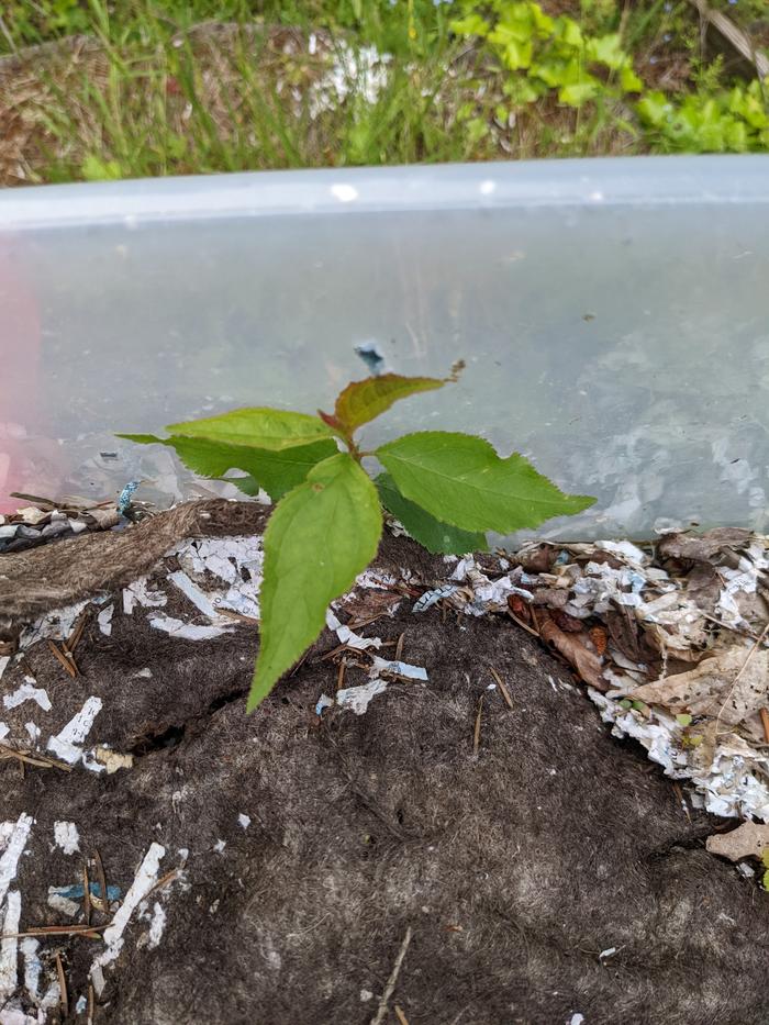 Stone fruit volunteer 