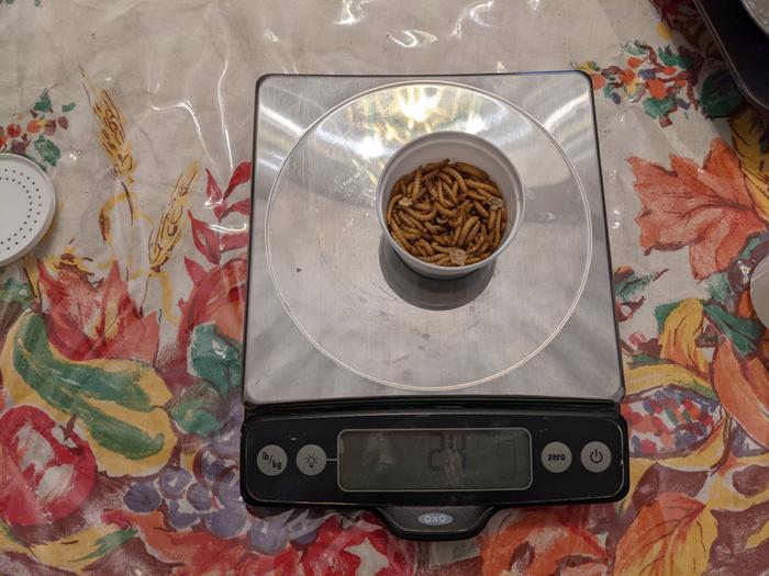 Meal worms 