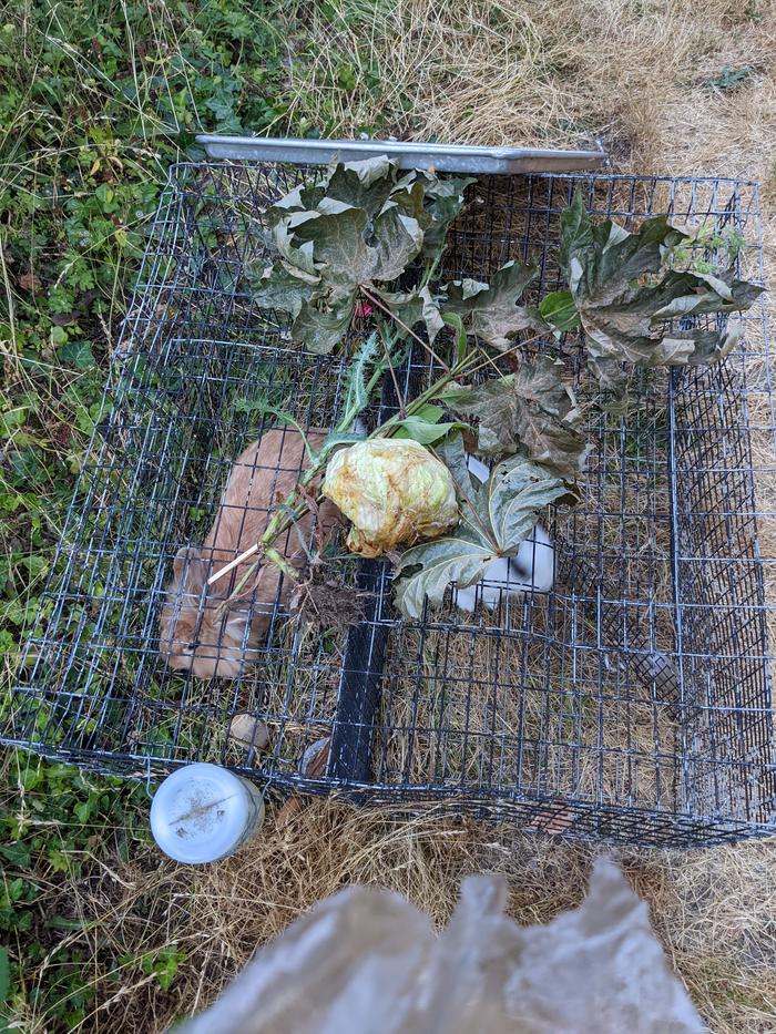 Lettuce head 