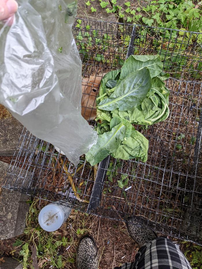 Collards 