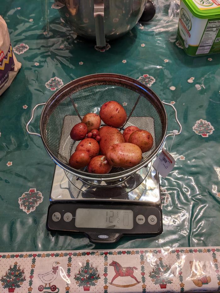 Potato crop