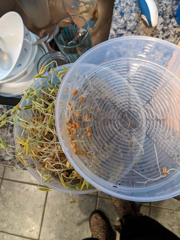 Sprouts 