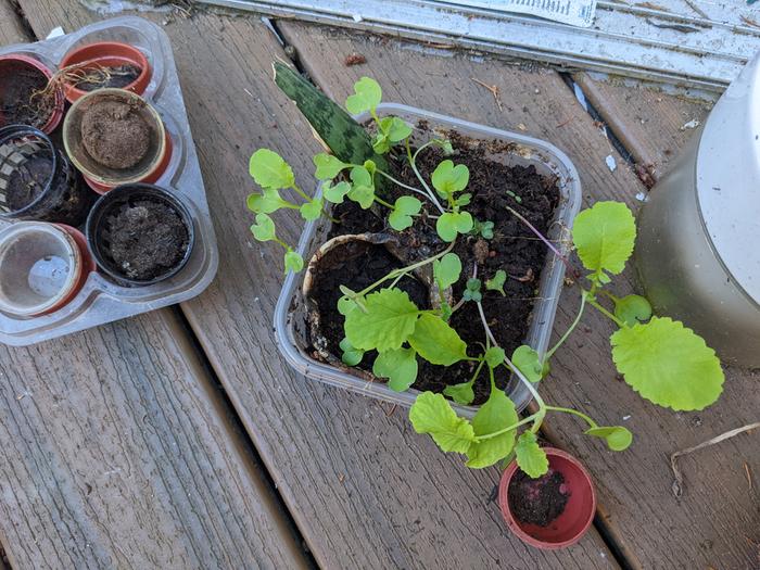 Micro greens 