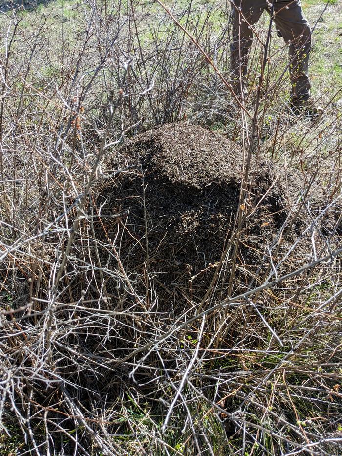 Ants pile